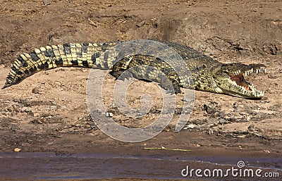 Nile Crocodile - Botswana Stock Photo