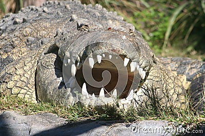 Nile Crocodile (Crocodylus niloticus) Stock Photo