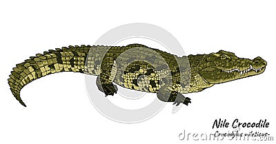 Nile crocodile Crocodylus niloticus isolated on a white background. Vector illustration. Cartoon Illustration