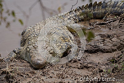 Nile crocodile Crocodylus niloticus large crocodilian at river Serengeti Stock Photo