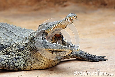 Nile crocodile Stock Photo