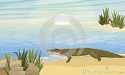 Nile crocodile Crocodylus niloticus stands on a sandy river bank Vector Illustration
