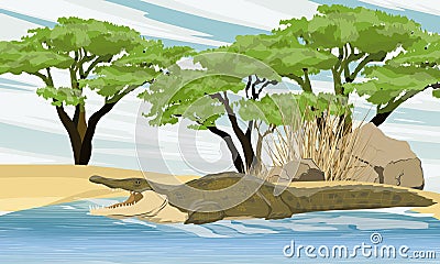 Nile crocodile Crocodylus niloticus swims in the lake near the stones and trees of African acacia Vector Illustration