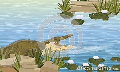 Nile crocodile Crocodylus niloticus swims in the river with rocks, grass and white lily flowers. Wild reptiles of Africa Vector Illustration