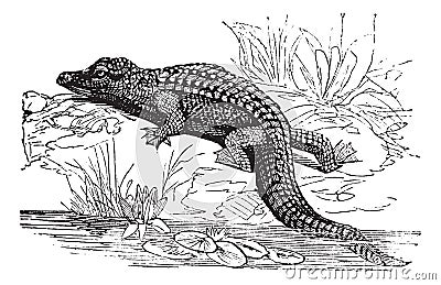 Nile Crocodile or Crocodylus niloticus vintage engraving Vector Illustration