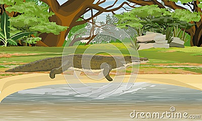 Nile crocodile Crocodylus niloticus walks along the shore of a lake near the African bush. Realistic vector Vector Illustration