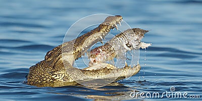 Nile Crocodile eating a fish Stock Photo