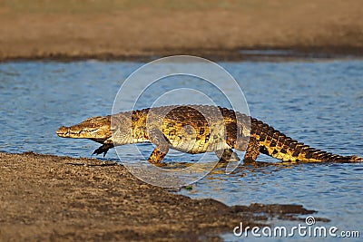 Nile crocodile emerging from water Stock Photo