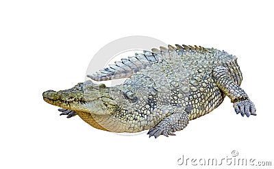 Nile crocodile isolated (Crocodylus niloticus) Stock Photo