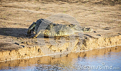 Nile crocodile Stock Photo