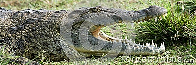 Nile crocodile Stock Photo