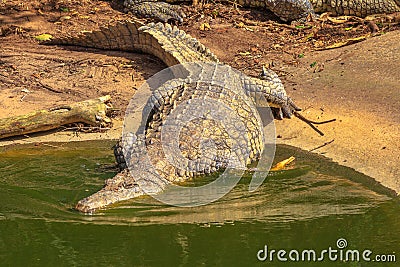 Nile Crocodile in the water Stock Photo