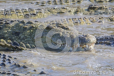 Nile Crocodile in water Stock Photo