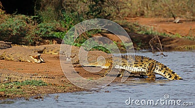 Nile crocodiles basking - Kruger Natioal Park Stock Photo