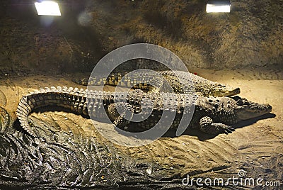 Nile crocodiles, or Crocodylus niloticus Stock Photo