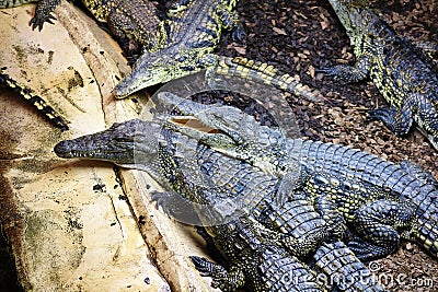 Bask / Float of Nile Crocodile at a visitors attraction Stock Photo