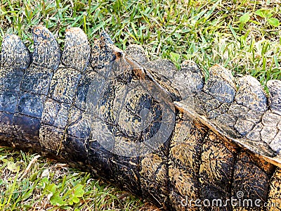 Nile Crocodiles tail Stock Photo