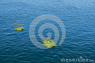 Nile Floating Garden Nature Artistry Unleashed. Egypt Summer Travel Stock Photo