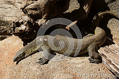 Nile Monitor Stock Photo