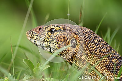 Nile Monitor closeup Stock Photo