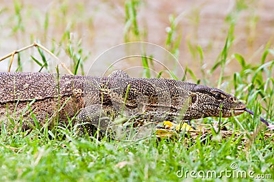 Nile monitor lizard walking near the water Stock Photo