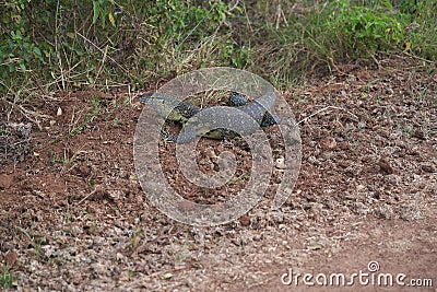 Nile monitor Varanus niloticus large member of monitor family Varanidae Stock Photo