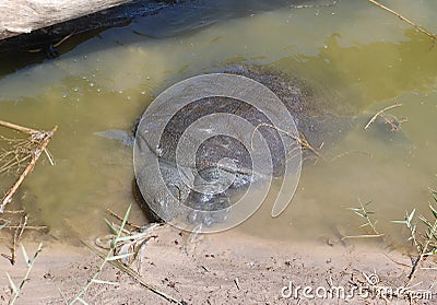 Nile softshell turtle in Nahal Alexander in Israel, Trionyx triunguis in the water, habitant of rivers Stock Photo