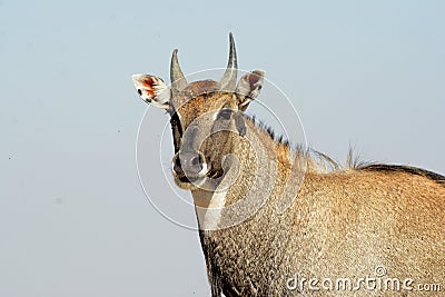 Nilgai - Blue Bull of India Stock Photo