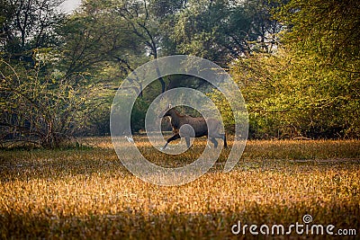 Nilgai in the backwaters Stock Photo