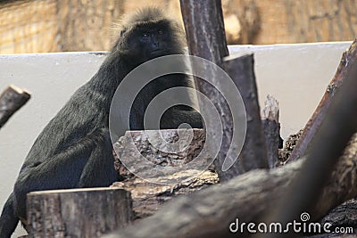 Nilgiri langur Stock Photo