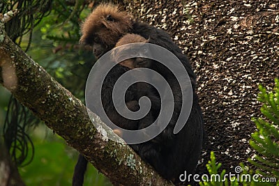 Nilgiri Langur, Topslip, India Stock Photo