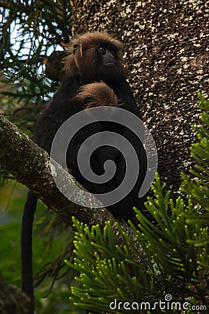 Nilgiri Langur, Topslip, India Stock Photo