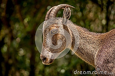 Nilgiri Tahr or Nilgiritragus hylocrius - Portrait Stock Photo