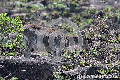 Nilgiri tahr Nilgiritragus hylocrius ungulate endemic to the Nilgiri Hills observed grazing on the slopes Stock Photo