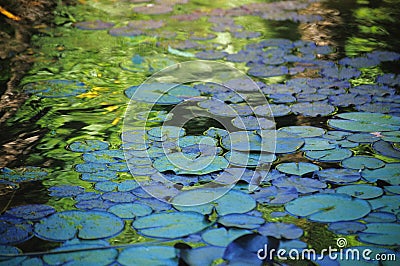 Nimphaea Alba Stock Photo