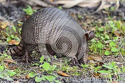 Nine-banded armadillo Stock Photo