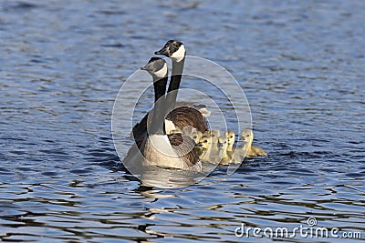 Nine Little Spring Goslings swimming in a group with the the parent geese Stock Photo