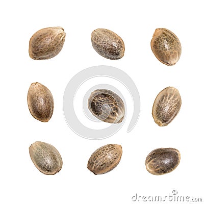 Nine hemp seeds isolated Stock Photo