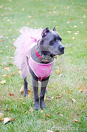 Nine month old cane corso italian mastiff in dress Stock Photo