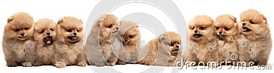 Nine pomeranian spitz puppy Stock Photo