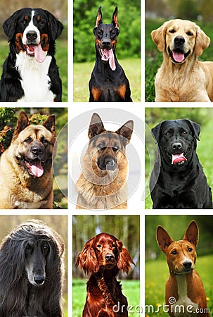 Nine popular breeds of dogs, portraits nature, collage Stock Photo