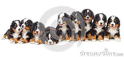 Nine puppies Bernese mountain dog Stock Photo