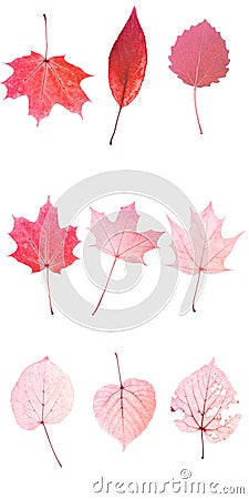 nine red leaves isolated on white background. objects for design Stock Photo