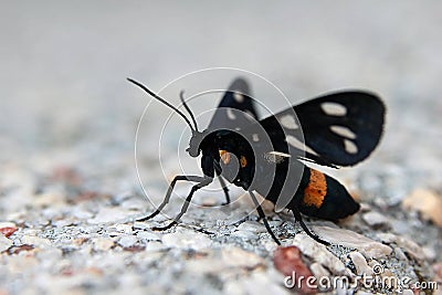 Nine-spotted moth Stock Photo