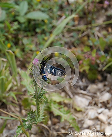 A nine spotted moth Stock Photo