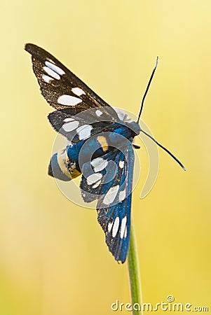 Nine-spotted moth Amata phegea Stock Photo