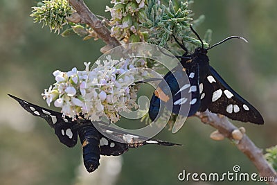 Nine-spotted moths (Amata phegea) nectaring Stock Photo