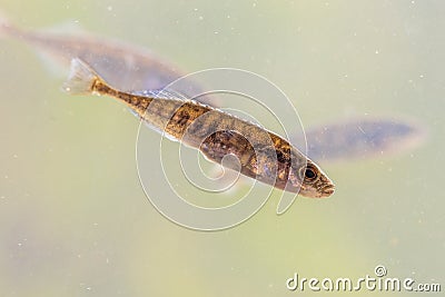 Ninespine stickleback freshwater fish Stock Photo