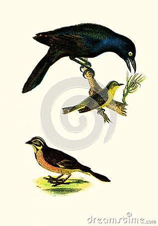 Antique Illustration of Colourful Birds of America Stock Photo