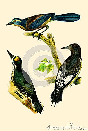 Antique Illustration of Colourful Birds of America Stock Photo